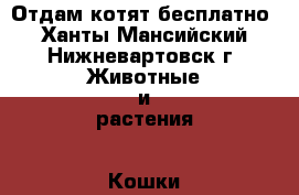 Отдам котят бесплатно - Ханты-Мансийский, Нижневартовск г. Животные и растения » Кошки   . Ханты-Мансийский,Нижневартовск г.